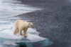 Call to Action: 20 Species Suffering Because of Climate Ignorance